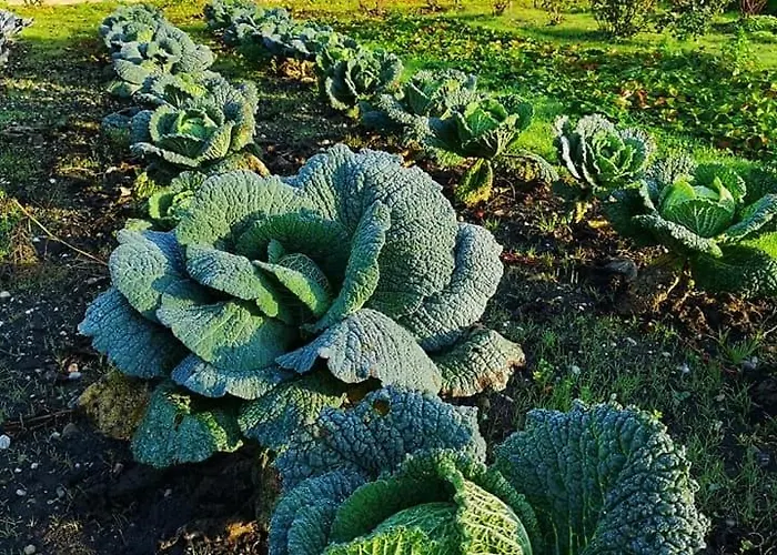 Sottoalfico 住宿加早餐酒店