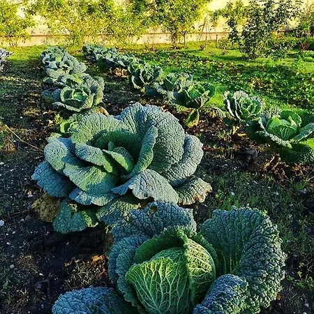 Sottoalfico Couette-café